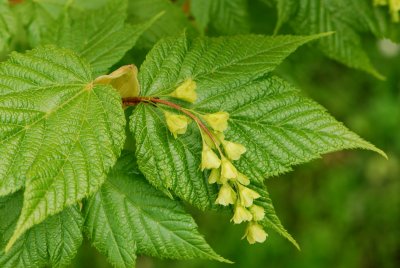 Acer pensylvanicum - javor pensylvánský - list